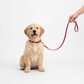 LEASH SET - PUPPY HEAVY
