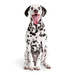 CHOKE CHAIN 6 NO 30 INCH